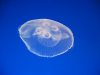 �~�Y�N���Q