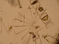 �F�X�ȃP�C�\�E