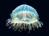 �n�i�K�T�N���Q