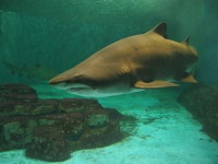 �T���@�傫����������