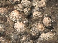 �x�b�R�E�K�T�K�C