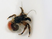 �k����o���ꂽ���h�J��