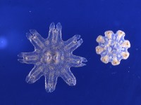 �~�Y�N���Q�̃G�t�B��