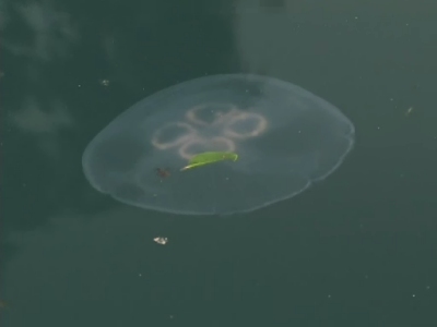 �~�Y�N���Q�̃��X