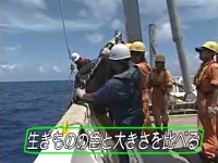 �������̂̐F�Ƒ傫�����r����