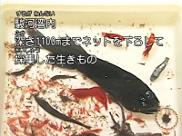 �x�͘p���[��300���ō̏W������������