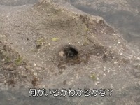 ��̐������̂����@�J�j