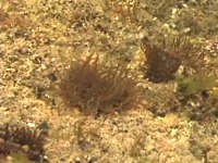 �C�\�M���`���N