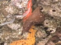 �N���w���A���t���V