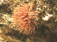 �P�������V