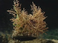 �C����t�������L