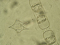 �v�����N�g���Q