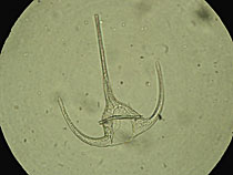 �v�����N�g���R