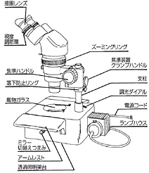 実体顕微鏡