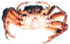 �V���W���E�K�j�̗Y