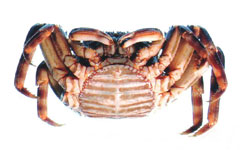 �V���W���E�K�j�̎�