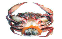 ��������Ă���x�j�c�P�K�j�̗Y