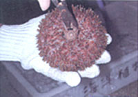 ������ӂ�؂���